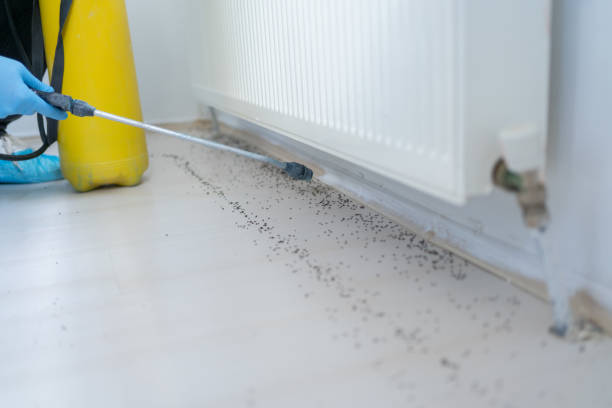 Best Pest Prevention Services  in Kissimmee, FL