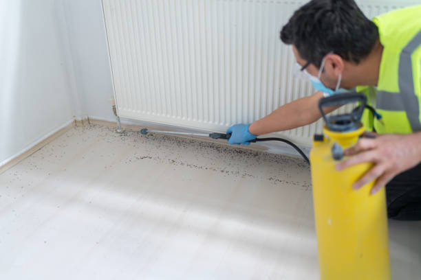 Best Wasp Removal Services  in Kissimmee, FL